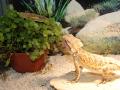 Bartagame mit Golliwoog
