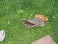Aussengehege Meerschweinchen