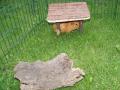 Aussengehege Meerschweinchen