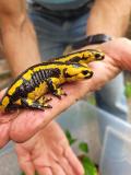 feuersalamander_1.jpg