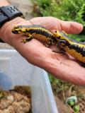 feuersalamander_2.jpg