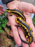 feuersalamander_3.jpg