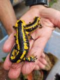 feuersalamander_4.jpg