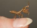 Geistermantis