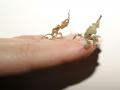 Geistermantis