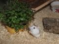 Golliwoog Hamster