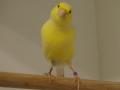Kanarienvogel Zoohaus Süd Kassel,
