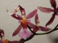 Orchideenmantis