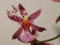 Orchideenmantis