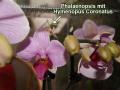 Orchideenmantis