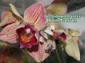 Orchideenmantis