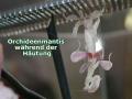 Orchideenmantis