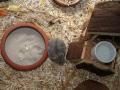 Sandbad für Zwerghamster im Zoohaus Süd