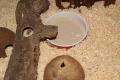 Sandbad für Zwerghamster im Zoohaus Süd