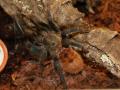 Spinne Zoohaus Süd