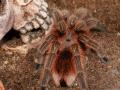 Vogelspinne