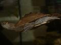 Wasserschildkröte Zoohaus Süd Kassel,