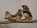 Frank Hose Zoohaus am Weinberg Kassel