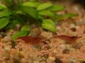 Zoogeschäft Kassel, Zoohaus Süd, Aquaristik, Nano