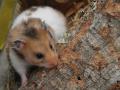 Zoohaus Süd Kassel Goldhamster