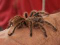 Zoohaus Süd Kassel Spinne