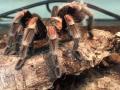 Zooladen Kassel Spinne