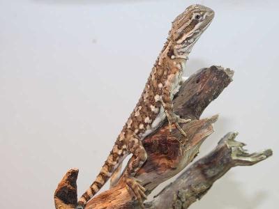 Frank Hose, Zoohaus am Weinberg Kassel