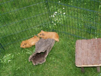 Aussengehege Meerschweinchen