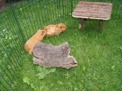 Aussengehege Meerschweinchen