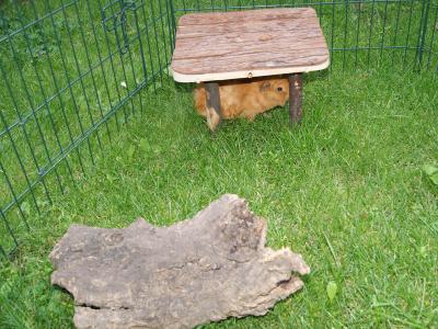 Aussengehege Meerschweinchen