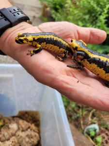 feuersalamander_2.jpg