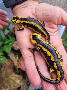feuersalamander_3.jpg