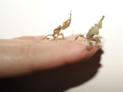Geistermantis