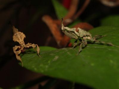 Geistermantis