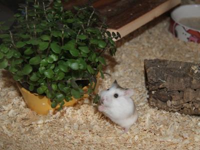 Golliwoog Hamster