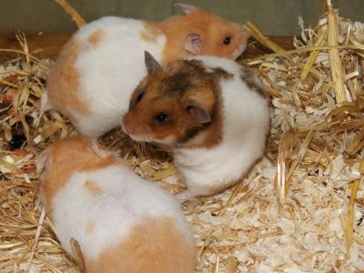 hamster1.jpg
