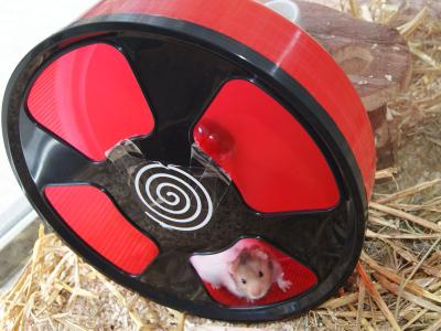 Hamster Laufrad