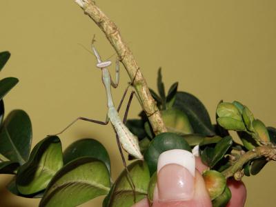 hierodula1.jpg