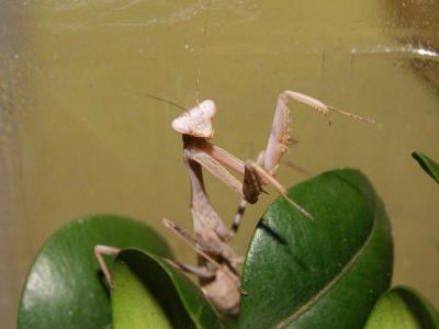 hierodula1.jpg