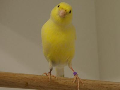 Kanarienvogel Zoohaus Süd Kassel,