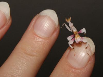 Orchideenmantis