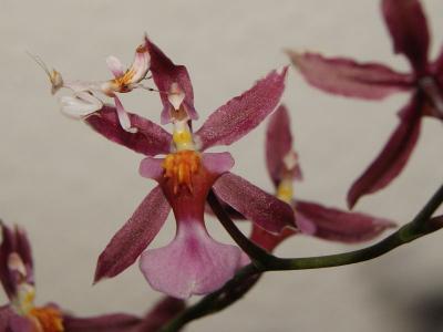Orchideenmantis