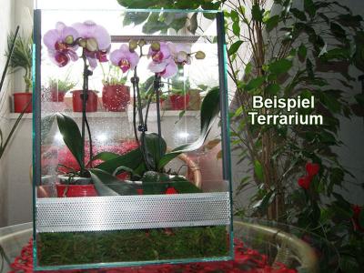 Orchideenmantis