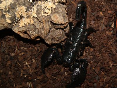 Skorpion