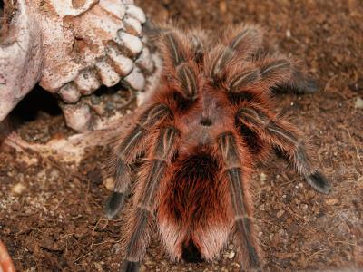 Vogelspinne