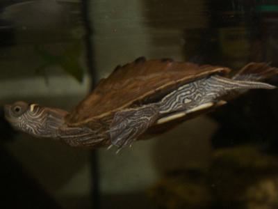 Wasserschildkröte Zoohaus Süd Kassel,