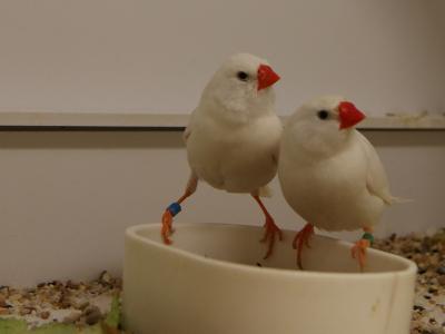 nymphensittich89.jpg