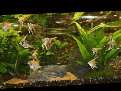 Zoogeschäft Kassel, Zoohaus Süd, Aquaristik