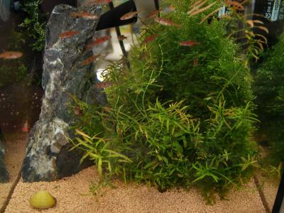 Zoogeschäft Kassel, Zoohaus Süd, Aquaristik, Nano