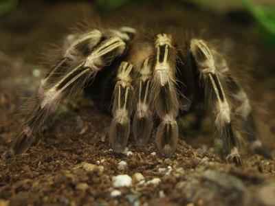 Zoogeschäft Kassel, Zoohaus Süd Kassel, Terraristik